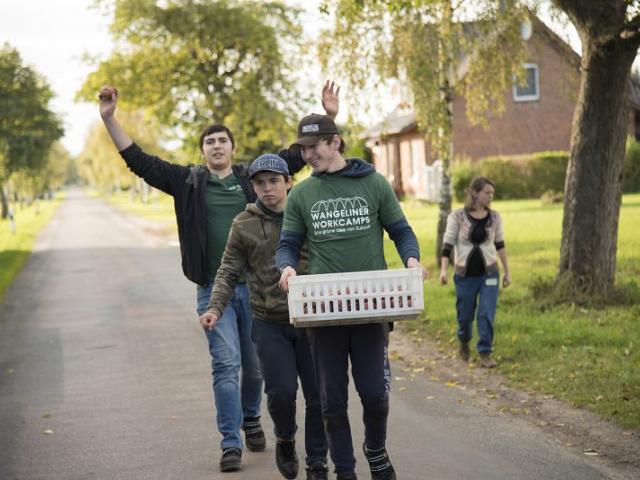 Pflücken von Äpfeln in der Region | Foto: Hendrik Silbermann (ARTWORKs) Drei junge Männer im Vordergrund tragen einen Korb mit frisch gepflückten Äpfeln. | Foto: Hendrik Silbermann (ARTWORKs)
