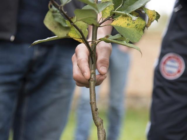 Obstbaumkunde | Foto: Hendrik Silbermann (ARTWORKs) Obstbaumkunde, ein Baum steht im Vordergrund. | Foto: Hendrik Silbermann (ARTWORKs)