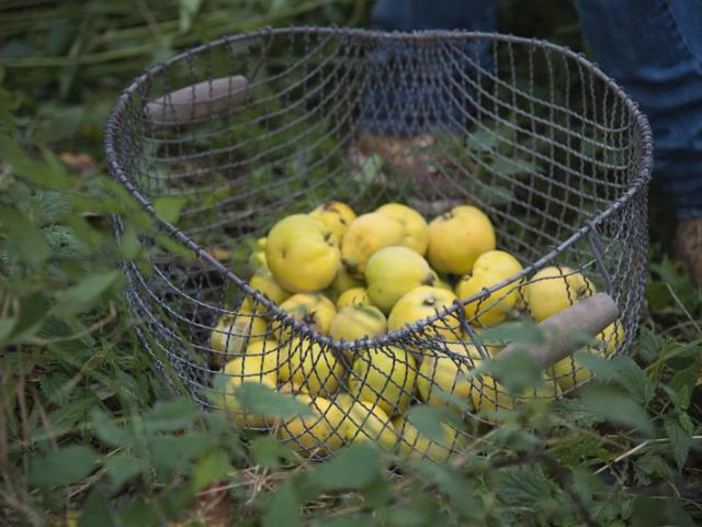Apfelernte | Foto: Hendrik Silbermann (ARTWORKs) Apfelernte, Äpfel liegen im Korb auf der Wiese. | Foto: Hendrik Silbermann (ARTWORKs)